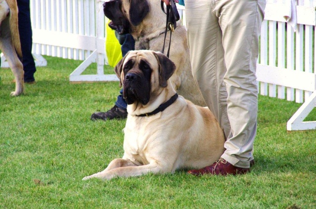 dogs 14-09-2014 061.jpg